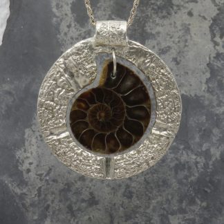 Ammonite Delight