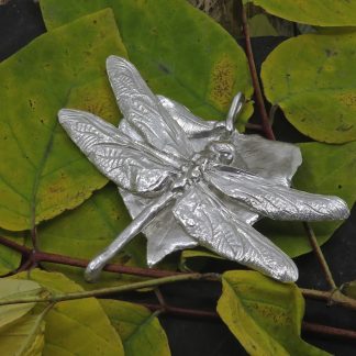 Dragonfly Medley 